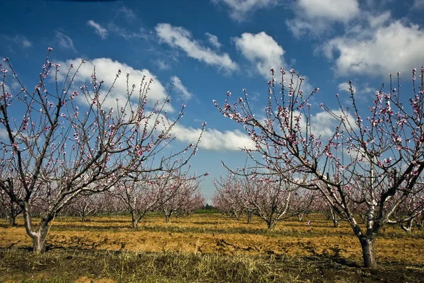 stock image Landscape with agricultural field of flowering trees