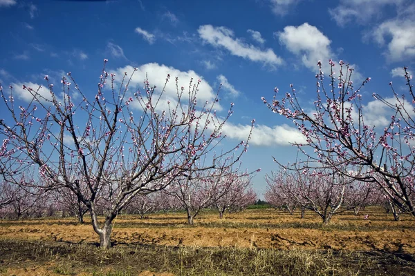 Landschaft mit landwirtschaftlichem Feld mit blühenden Bäumen — Stockfoto