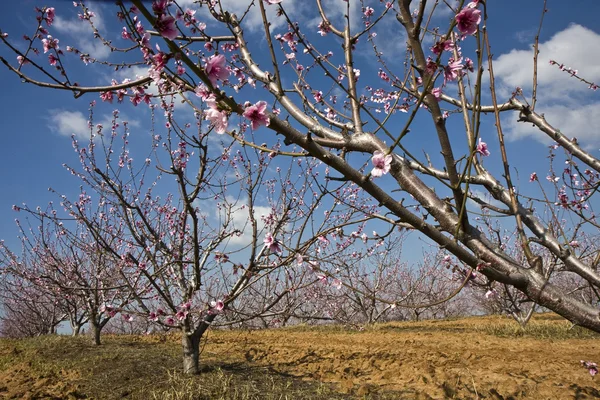 stock image Landscape with agricultural field of flowering trees