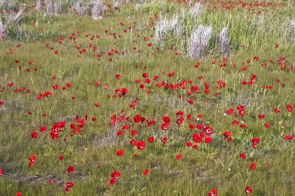 stock image Field of flowers