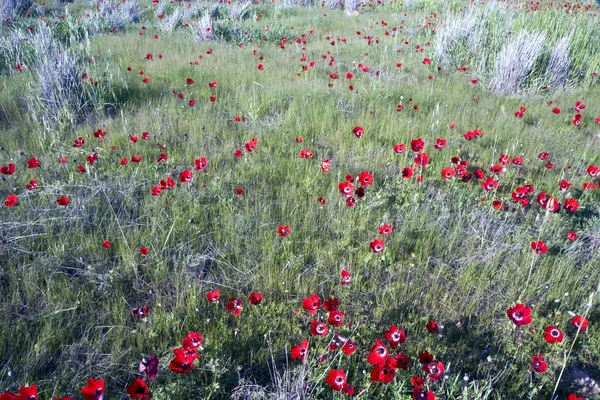 stock image Field of flowers