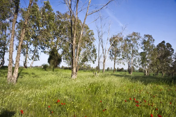 stock image Trees in a field of flowers