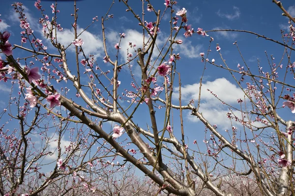 Пейзаж з сільськогосподарським полем квітучих дерев Стокове Фото
