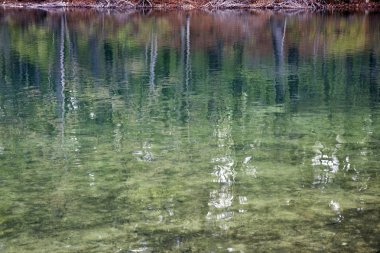 Walden Pond yansıması