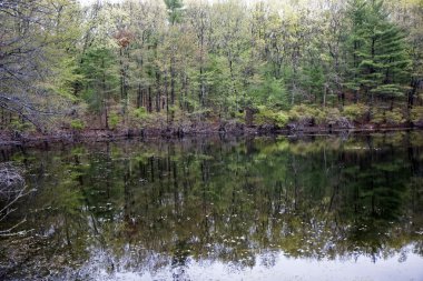 Walden Pond yansıması