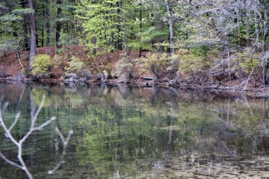 Walden Pond yansıması