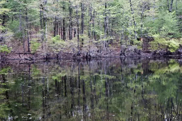 Reflection in Walden Pond — Stock Photo, Image