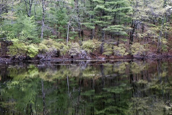 Reflectie in Walden vijver — Stockfoto