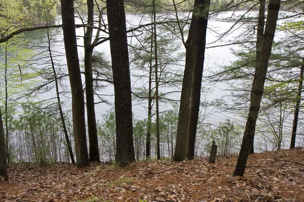 Reflexão em Walden Pond — Fotografia de Stock