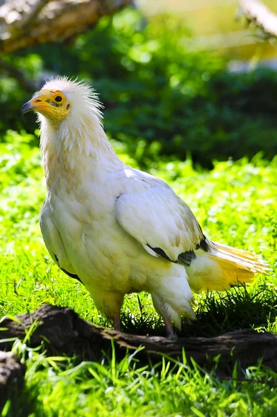 White Egyptian Vulture — Stock Photo, Image