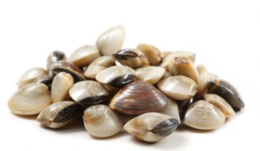 Clams clipart