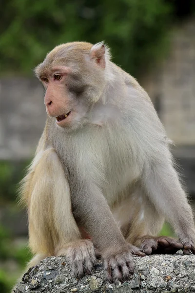 Primer plano de un mono ardilla común — Foto de Stock