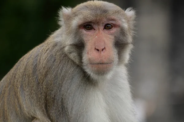 常见的松鼠猴子的特写 — 图库照片