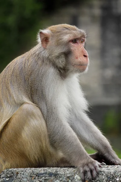 Close-up van een gemeenschappelijk eekhoorn aap — Stockfoto