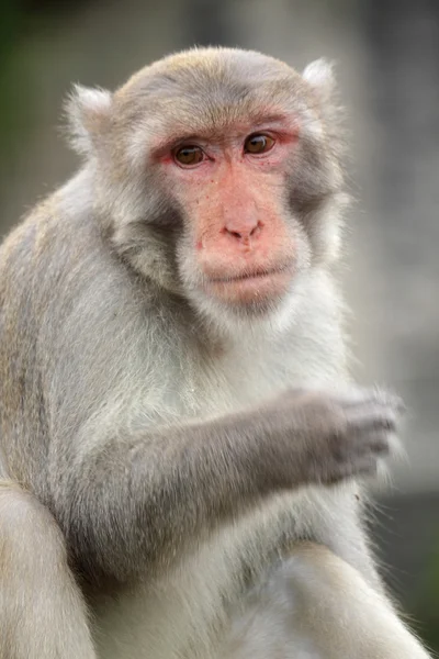 Close-up de um macaco esquilo comum — Fotografia de Stock