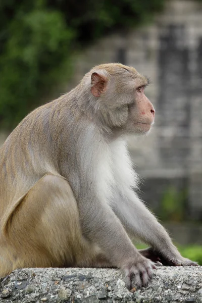Nahaufnahme eines Eichhörnchen-Affen — Stockfoto