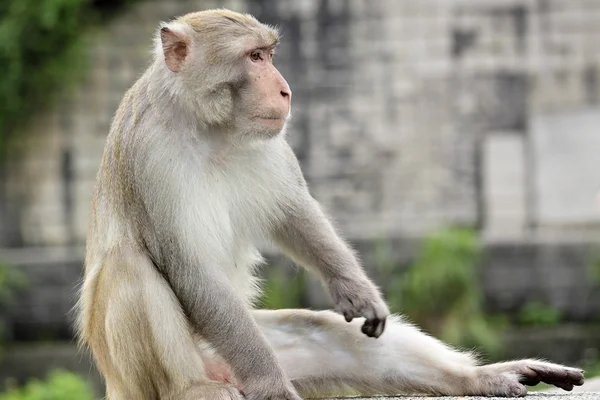 Primer plano de un mono ardilla común —  Fotos de Stock