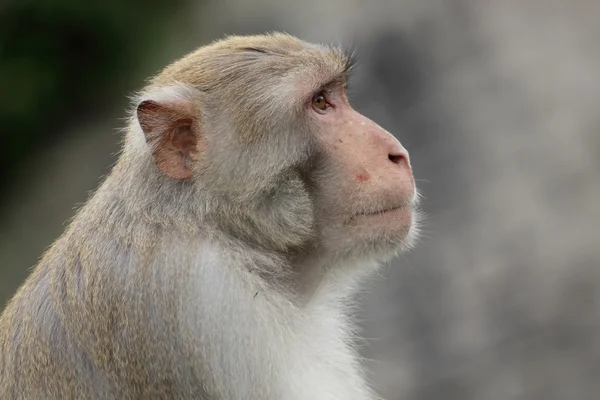 Primer plano de un mono ardilla común —  Fotos de Stock