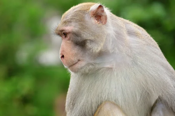 Крупный план обычной белки-обезьяны — стоковое фото