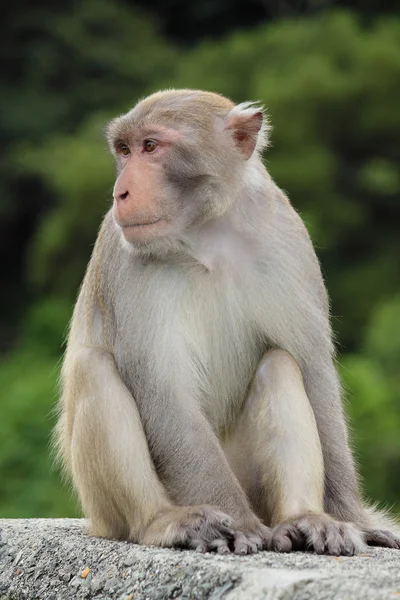 Primer plano de un mono ardilla común — Foto de Stock