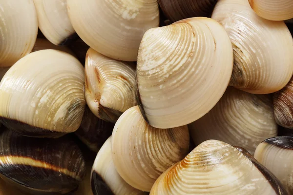 stock image Clams