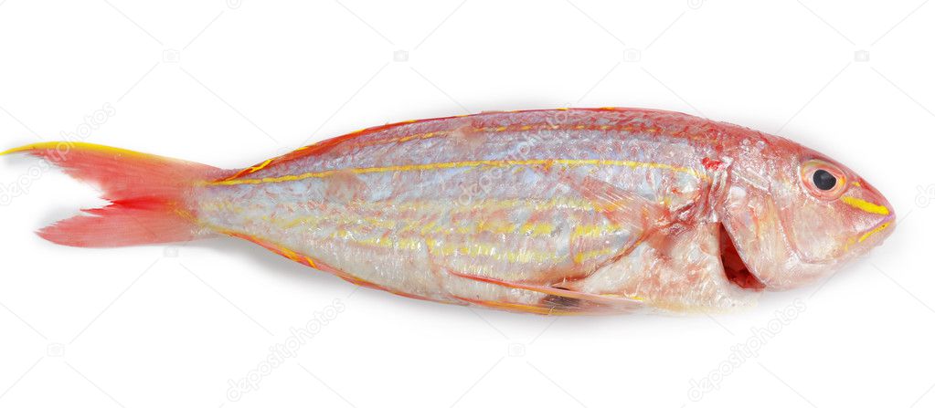 Red snapper fish isolated on white background