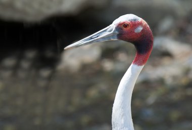 Sarus Crane clipart