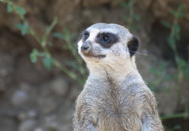 meerkat nöbet üzerinde