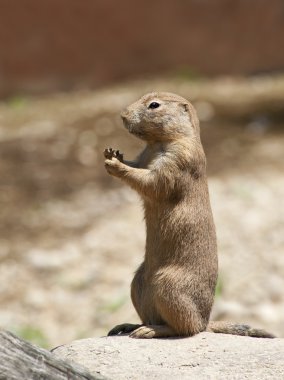 Black Tailed Prairie Dog clipart