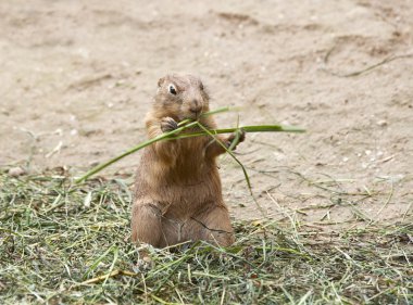 Black Tailed Prairie Dog clipart