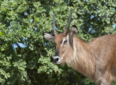 Lechwe yakın çekim