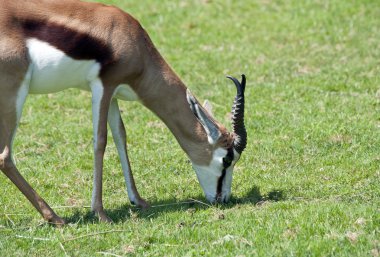 springbok otlatma