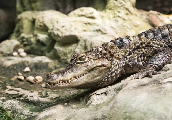 Kajman krokodil — Stockfoto