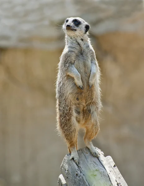Meerkat de guarda — Fotografia de Stock