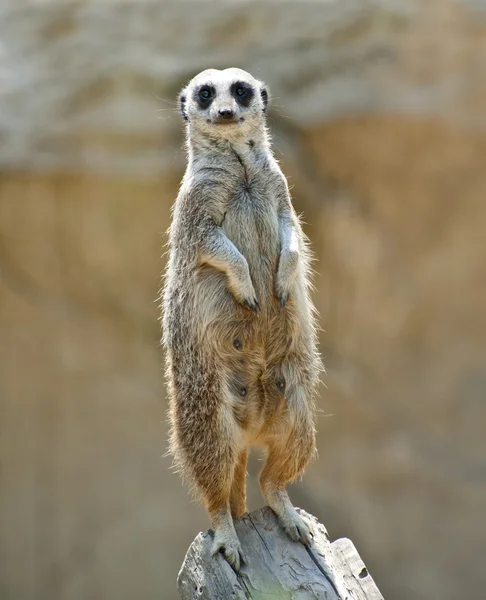 Meerkat de guarda — Fotografia de Stock