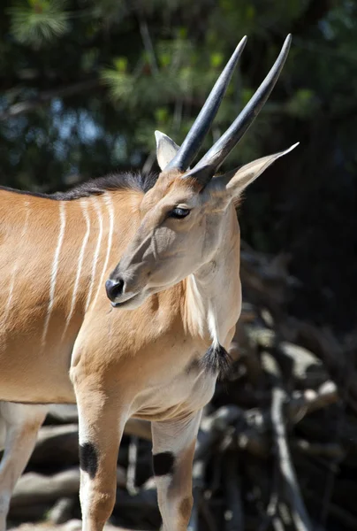 Antilopy nyaly — Stock fotografie