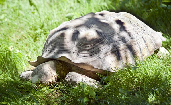 Jätten sköldpaddan — Stockfoto