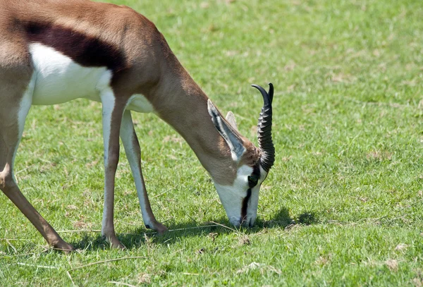 Springbok al pascolo — Foto Stock