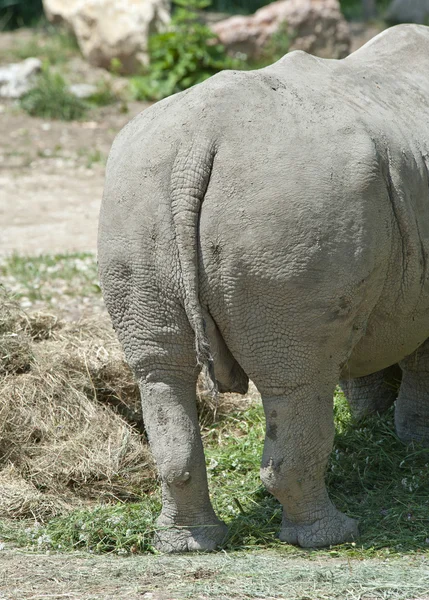 Extrémité arrière d'un rhinocéros blanc — Photo