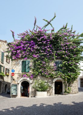 sirmione şehir Bougainvillea çiçek