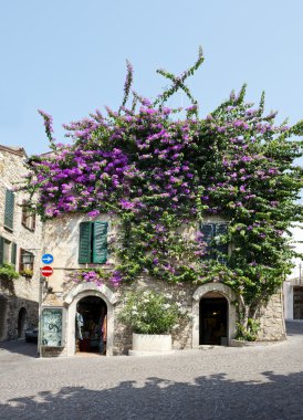 Bougainvillea Flowers at Sirmione Town clipart