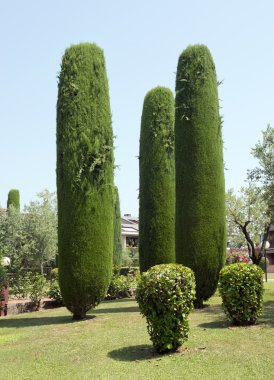 sirmione şehir servi ağaçları