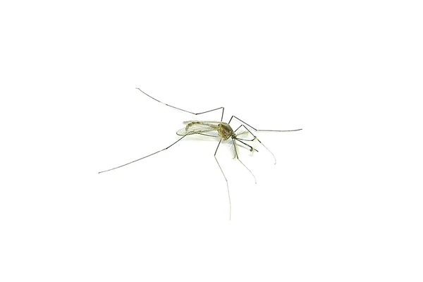 stock image Mosquito