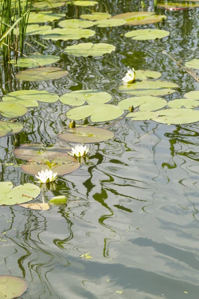 stock image Lily Pads