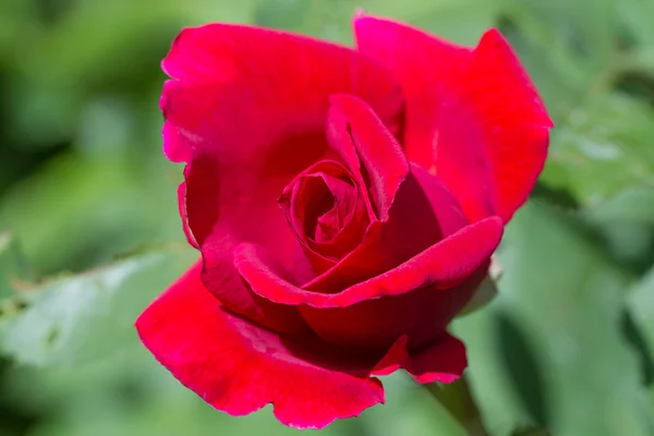 Rose rouge par une journée ensoleillée — Photo
