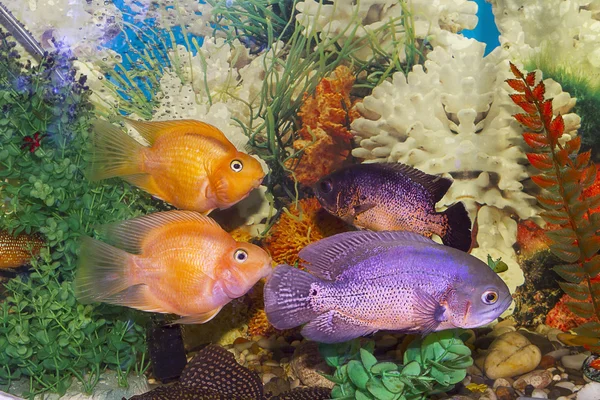 Mundo do aquário — Fotografia de Stock