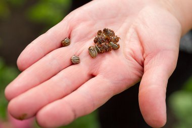 Colorado böcekleri üzerinde avuç içi