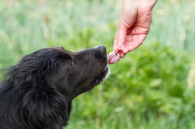 Feeding the dog a piece of meat clipart