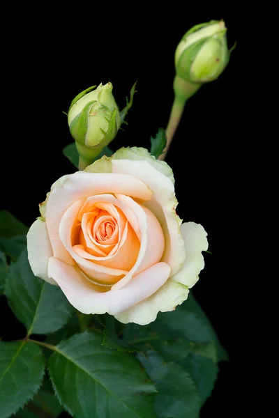 Światło różowe róże na czarnym tle — Zdjęcie stockowe