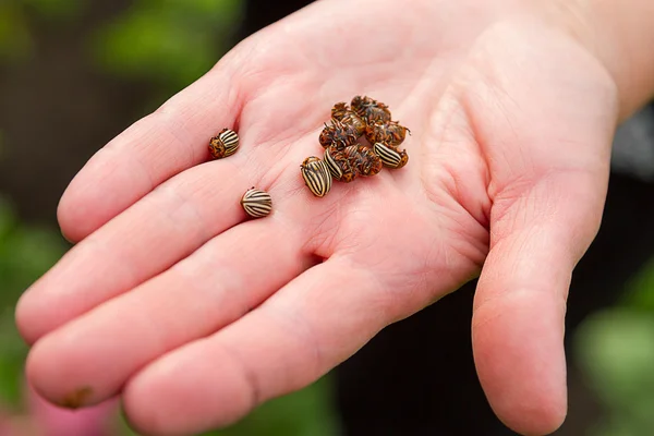 Colorado chrząszczy na dłoniach — Zdjęcie stockowe